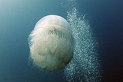 jelly fish
